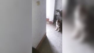 ㅅㄲㅅ모음 (3)
